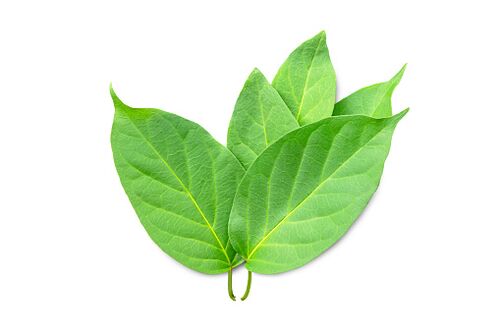 Blutforde vsebuje izvleček Gymnema sylvestre